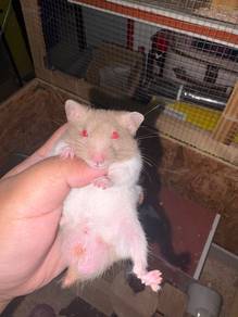 syrian hamster
