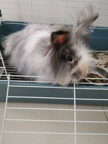 Rabbit Arnab 9 months