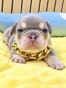 FRENCH BULLDOG PUPPIES VIP141๐ป boy-girl lilac tan