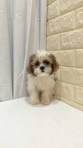 J0336 Shih Tzu Long Hair Puppy