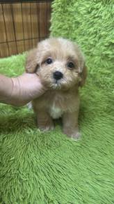 Maltipoo male
马尔泰男 
Male
M-1