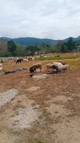 Kambing akikah murah