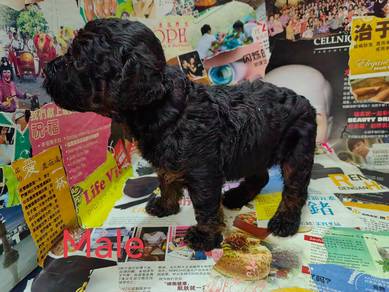 Toy poodle ( Male)