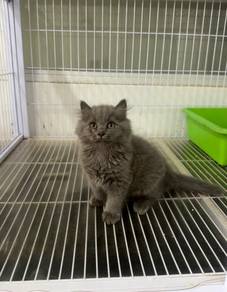 kucing BLH blue
