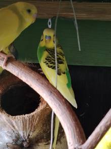 budgies 