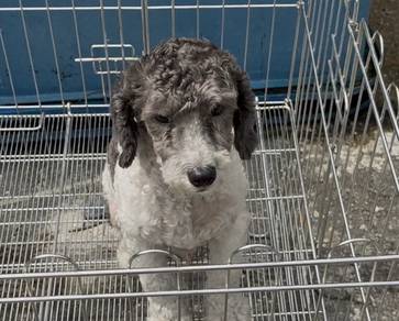 Toy poodle