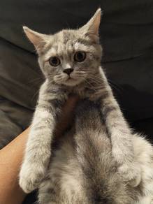 Kitten Munchkin BSH Tabby