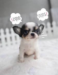 CHIHUAHUA PUPPIES CH298🌷 Head Apple