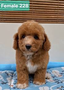 Poodle 🐩 🐩 🐩 🐩 🐩 