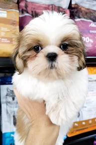BVV3434 Shih Tzu wonderful puppy pet dog
