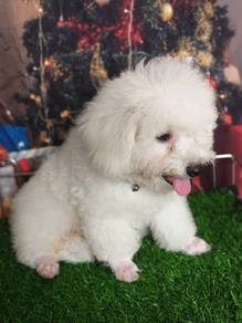 poodle 