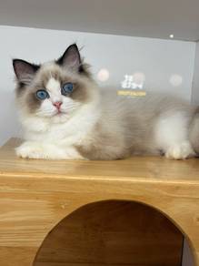 Ragdoll