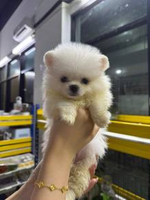 Tiny Pomeranian