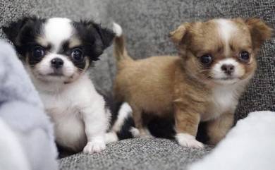 CHIHUAHUA PUPPIES CH280🌷 Head Apple Girl ~Small