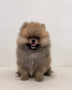 z6 Charming Pomeranian Dog