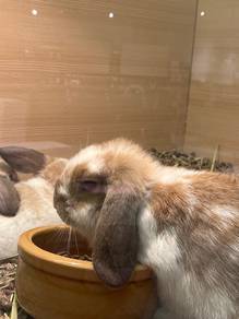 Rabbit for sale