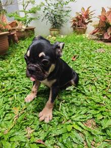 French Bulldog Puppies