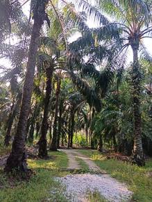 Agricultural Land in Chenderong Balai, PRK