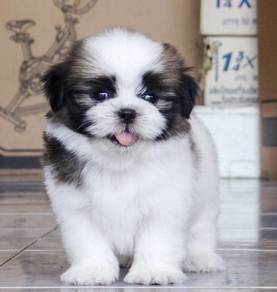 SHIH TZU PUPPIES A340 🌻 Small Dog Available