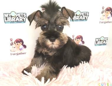 Schnauzer