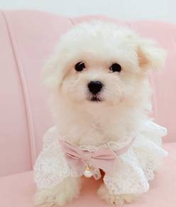 Maltese
