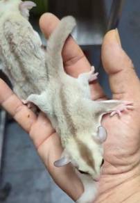 Redmytery (Carmino) Sugar Glider