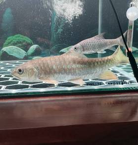 Ikan Kelah merah