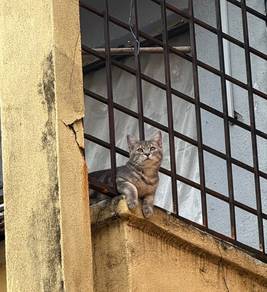 Kucing Corak Marble