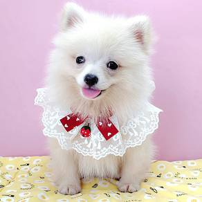 Pomeranian