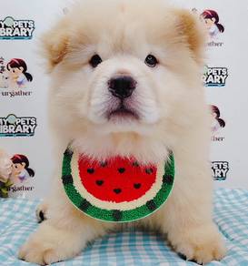 Chow Chow