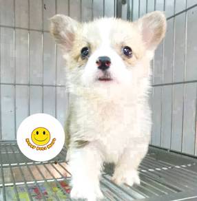 GOH_W2001 Welsh Corgi bi color sweetie pet