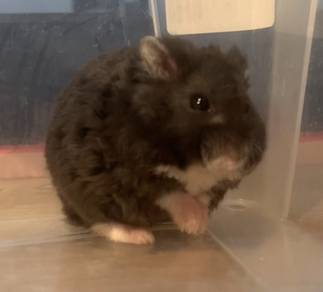 Campbell Rex Hamster