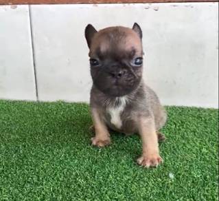 French Bull