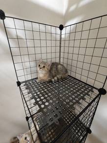 Silver Golden Shaded Kitten