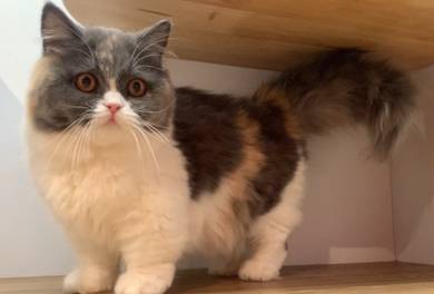Calico Munchkin