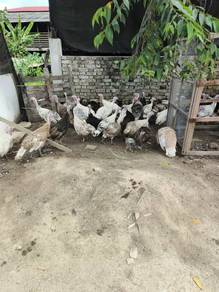 Induk betina Ayam belanda 