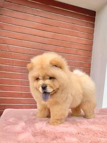 Chow Chow