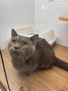 Munchkin Cat