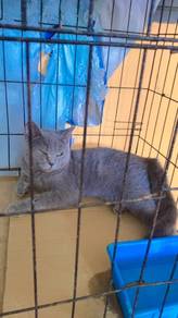 bsh