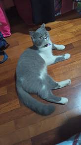Jual kucing BSH (F) umur 7 bulan dn brg kucing 