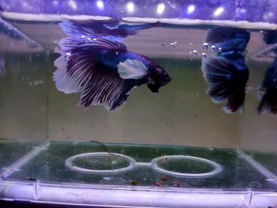 Ikan Laga Dumbo Betta Fish