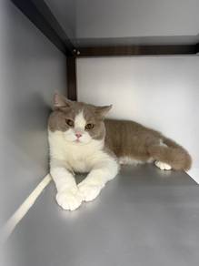 kucing Bsh male