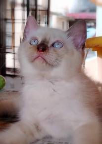 British Shorthair kitten