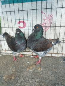 Merpati Modena Matang 