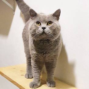Kucing Bsh Untuk dilepaskan