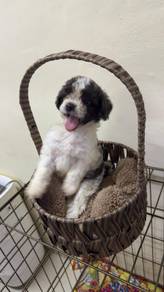 New born poodle