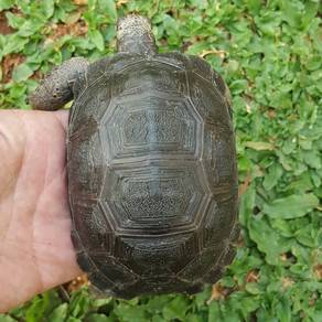 Tortoise