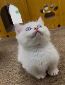 Supershort munchkin