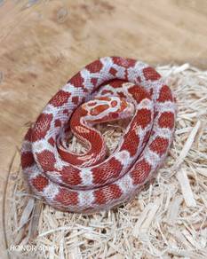 Amel Corn Snake