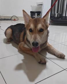 husky